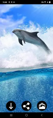 Dolphin Wallpapers android App screenshot 1