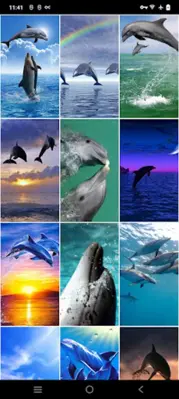 Dolphin Wallpapers android App screenshot 2