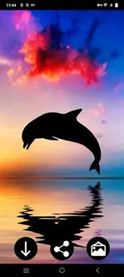 Dolphin Wallpapers android App screenshot 3