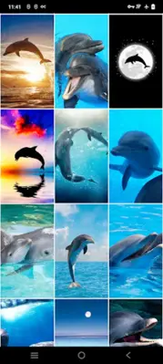 Dolphin Wallpapers android App screenshot 4